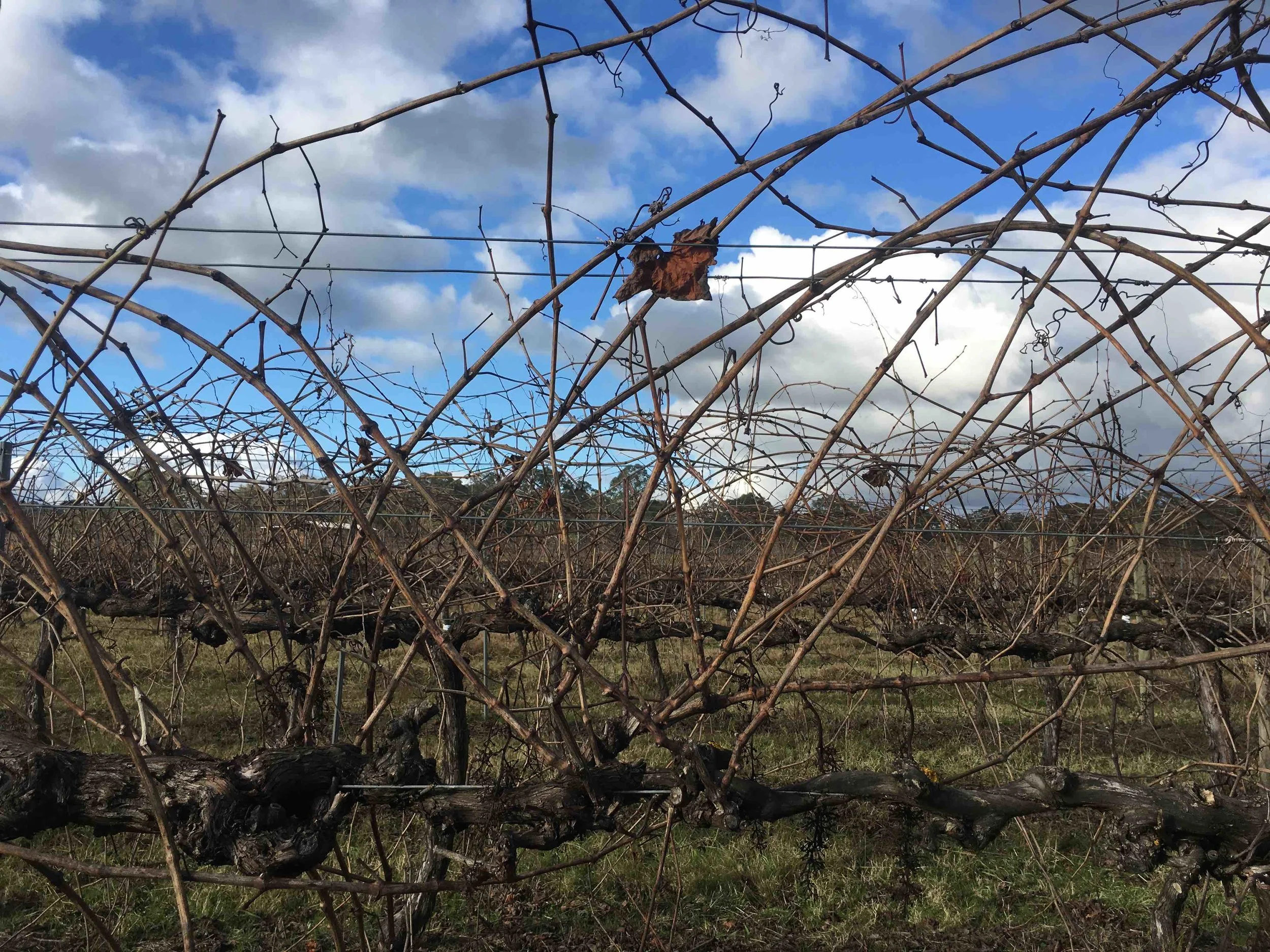 Farm vineyard sky.jpeg