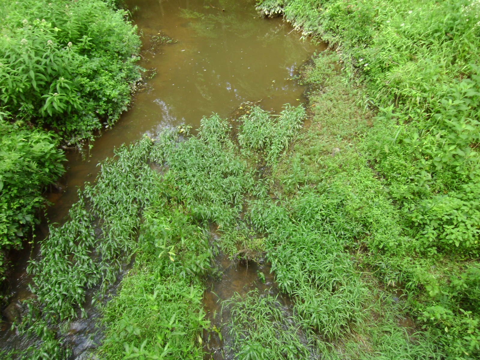  Vegetation in channel upstream of Bridge 670101 