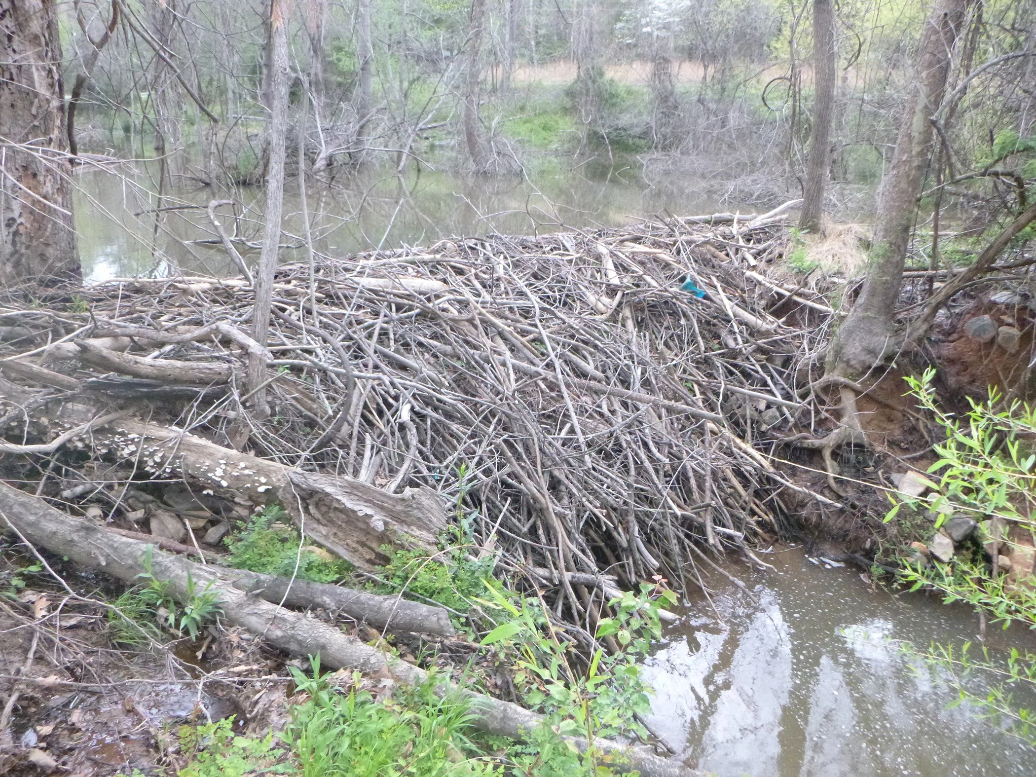  A beaver dam found that caused flooded culverts 