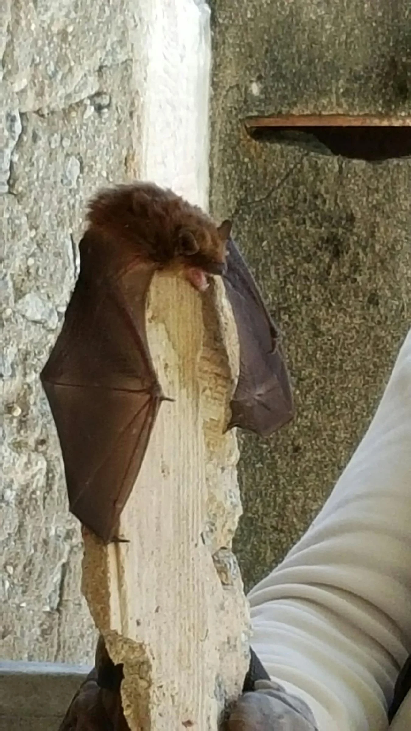 A bat with wings outstretched over a block of wood.