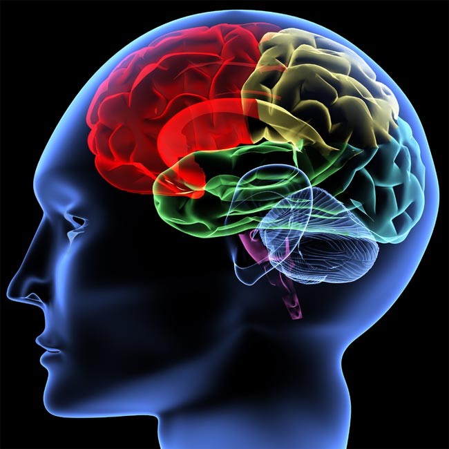 brain1.jpg