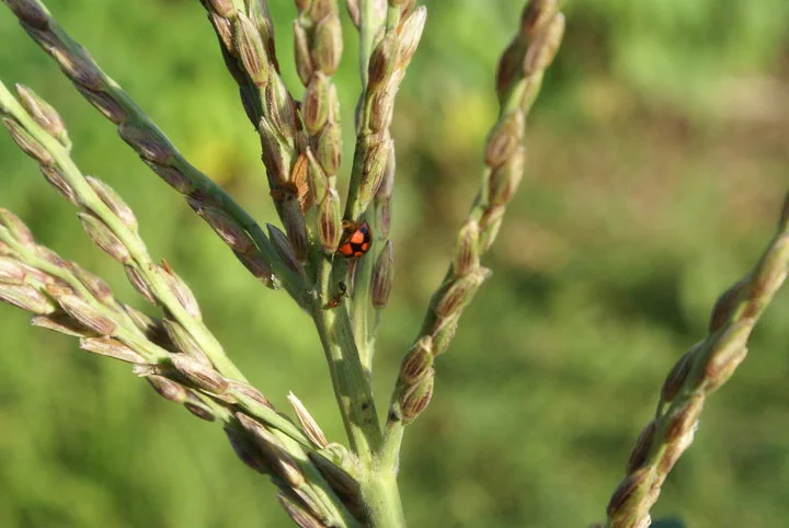 Lady beetle seeking shelter in sugar cane. 