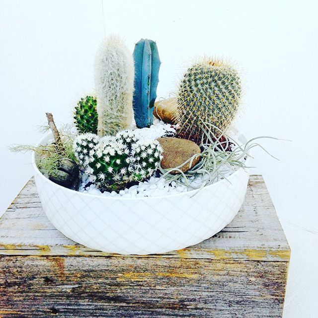 Botanics of Melbourne I Cactus Garden from $139