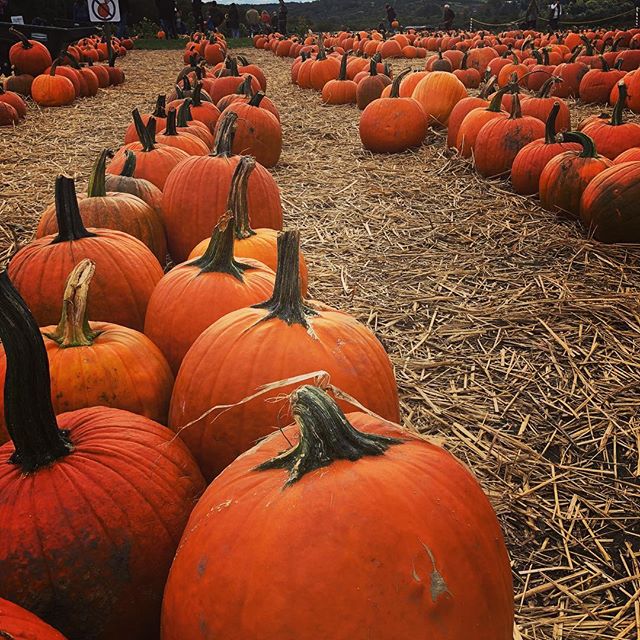 We love when our tenants get festive during the Fall. This picture is from Jones Family Farms up in Connecticut &mdash; about 2 hours north of Hudson County. On top of a fall seasonal harvest, they have cooking classes and a winery! Hope everyone is 