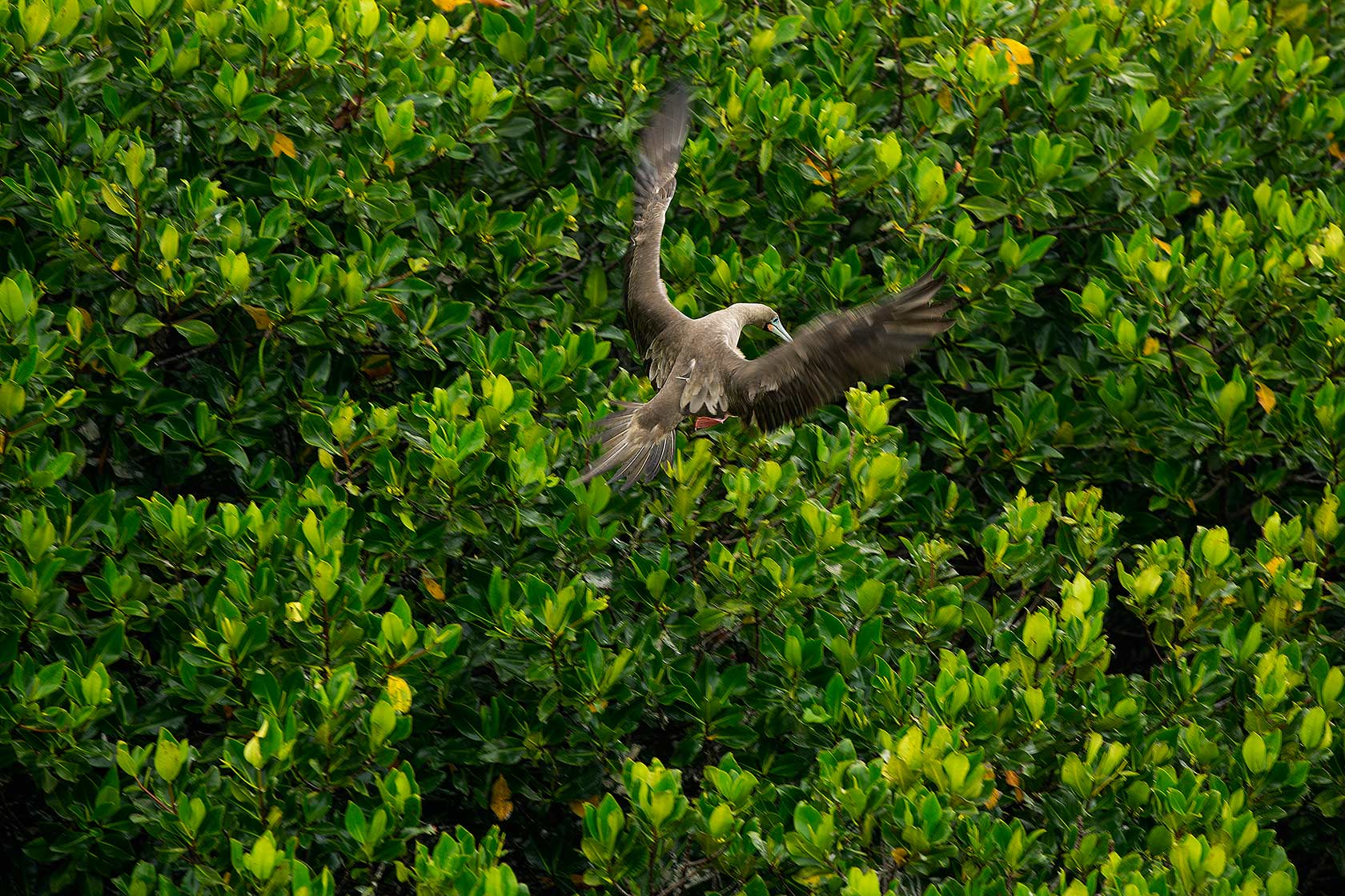 JJP_galapagos_45A7357.jpg