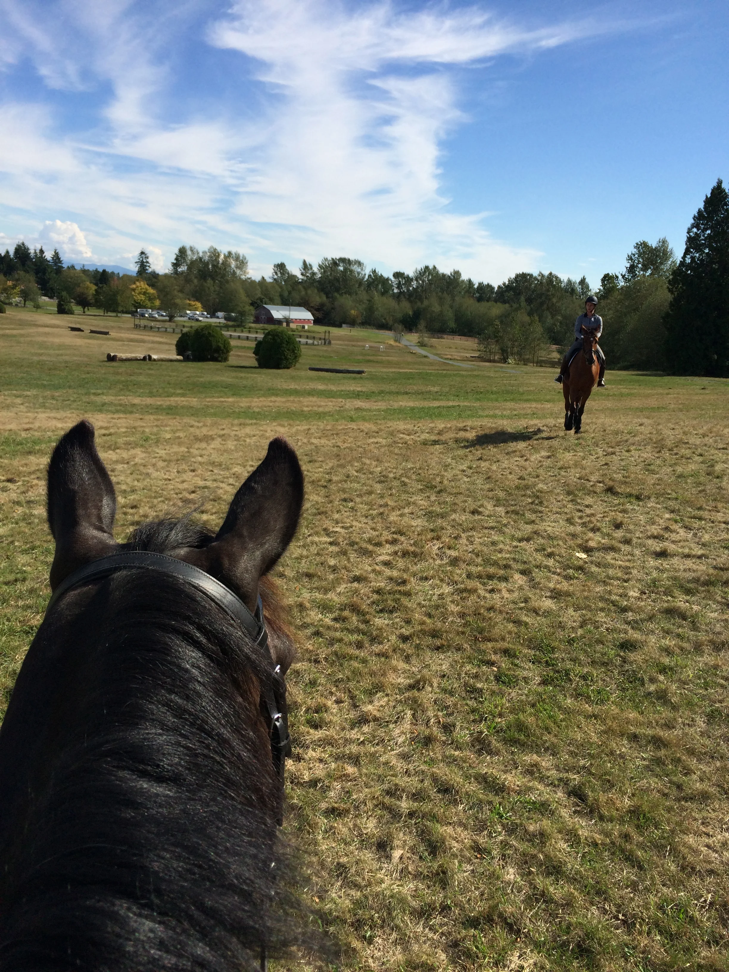 Regular hacks to Campbell Valley Park keeps horses fit, happy and interested in their work