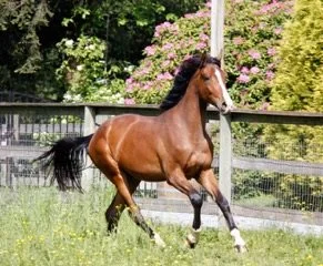 "SOLD"  SENZATIONAL - Sezuan x Devon Heir (Deniro/Rubinstein) 2014 Oldenburg Filly 