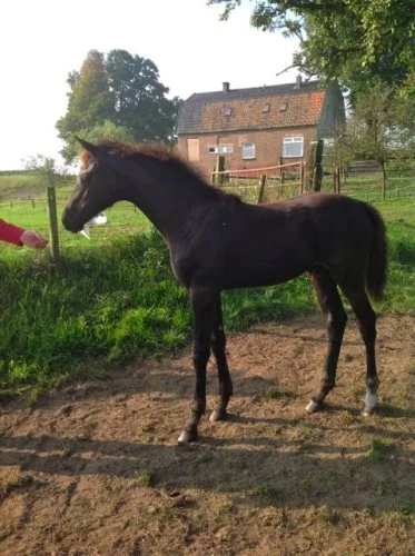 "JULIA" - Dreamboy x Contango filly