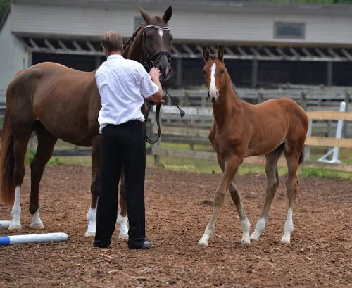 SUCCESS FOR 2014 FOALS