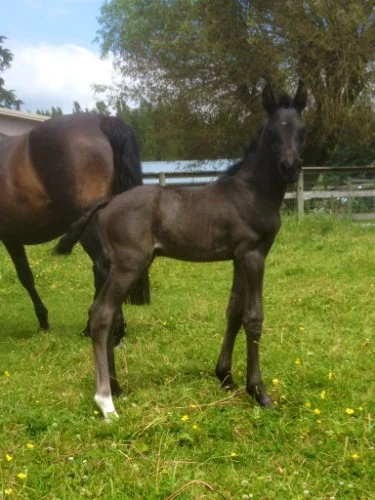 "SEBASTIAN" Sir Donnerhall x Real Diamond Black Colt!
