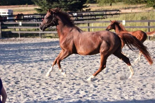 DEE CONFIRMED IN FOAL TO SEZUAN!