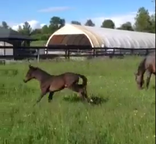 GORGEOUS SIR DONNERHALL FILLY BORN MAY 12!