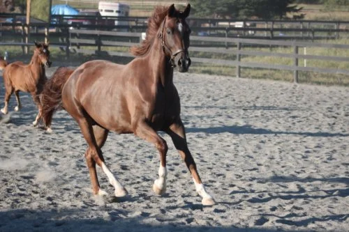 DEE - Devon Heir (Deniro/Rubinstein) 2007 KWPN mare