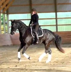 "SOLD" - DELANO DG - Devon Heir x Ferro 2008 KWPN Gelding