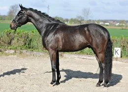 "SOLD" - FORMIDABLE - Imported Furstenball x Rubinstein kwpn 2010 gelding