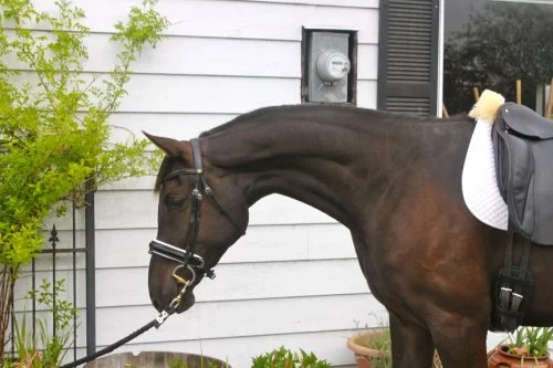 "SOLD" - FRANCESCO" Freestyle x Deniro/Rubinstein 2011 Westfalen gelding