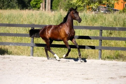 freestyle-florstan-westfalen-gelding-francesco.JPG