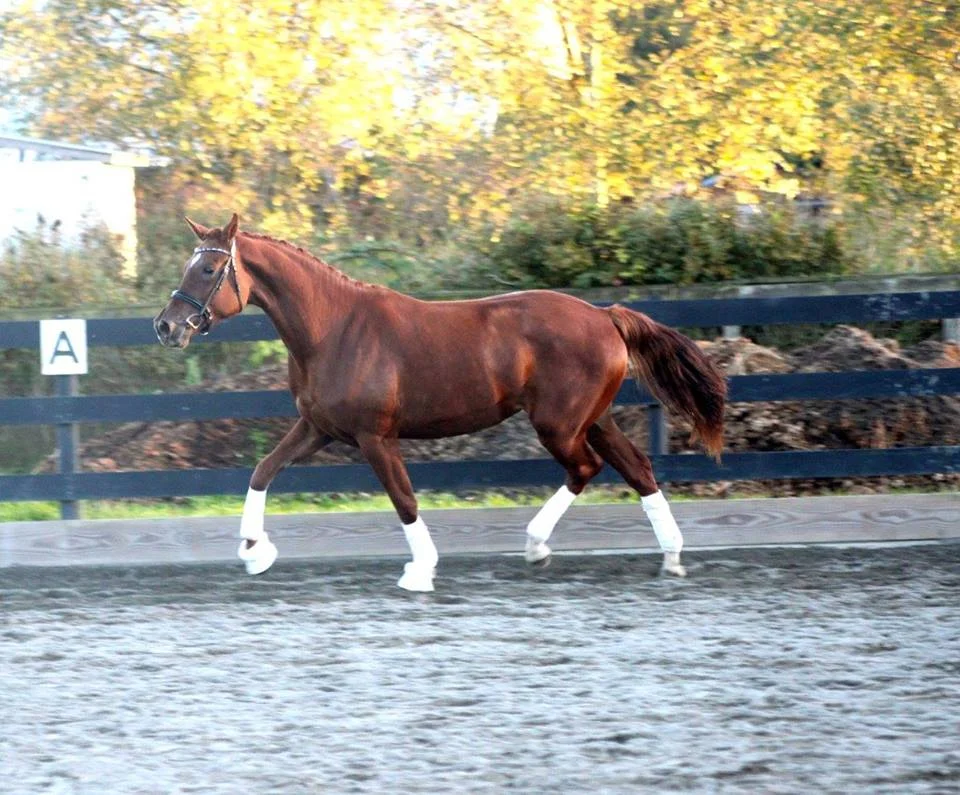 "SOLD" - ISIS - Connaisseur X Devon Heir (Deniro/Rubinstein) 2013 KWPN Filly