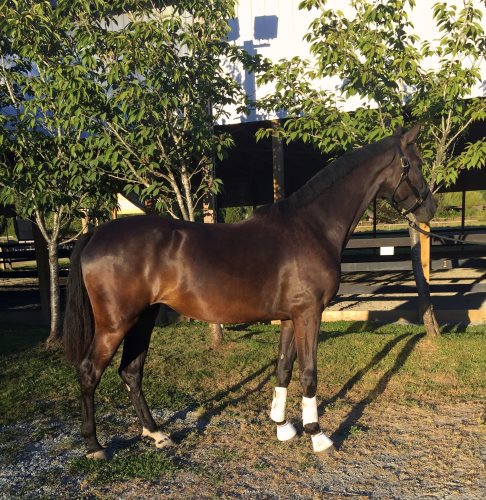 SOLD - JULIA - Imported Dreamboy (Vivaldi/Ferro) x Citango (Contango/Jazz) 2014 Mare in Foal to Vitalis for 2021 !!