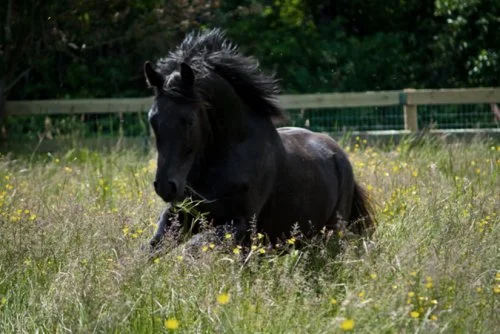 sunny-boy-westfalen-2008-gelding-2.jpg