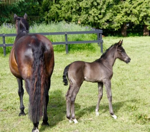 dreamboy-real-diamond-rohdiamant-weltmeyer-2016-filly-03.jpg