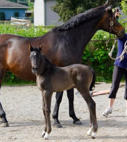 "SOLD" - LANEY - Dreamboy X Real Diamond 2016 Filly