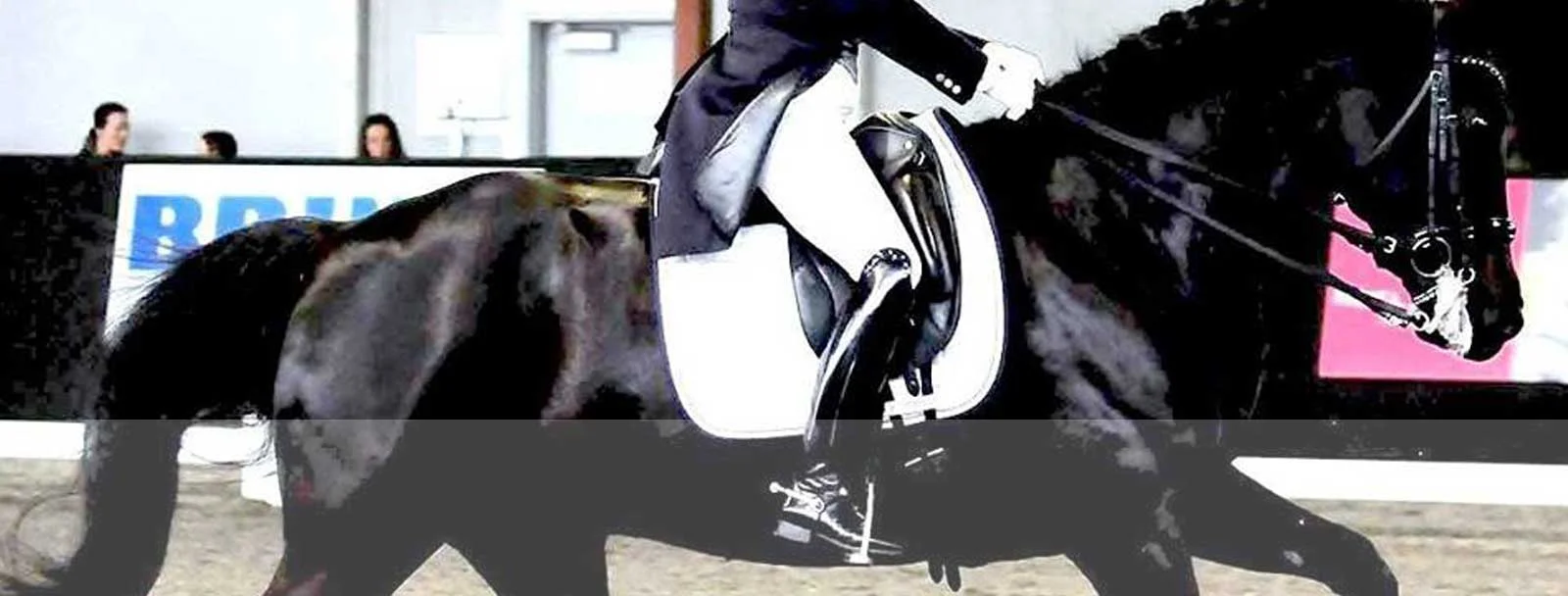 dressage-coaching-sales-of-dressage-horses-h.jpg