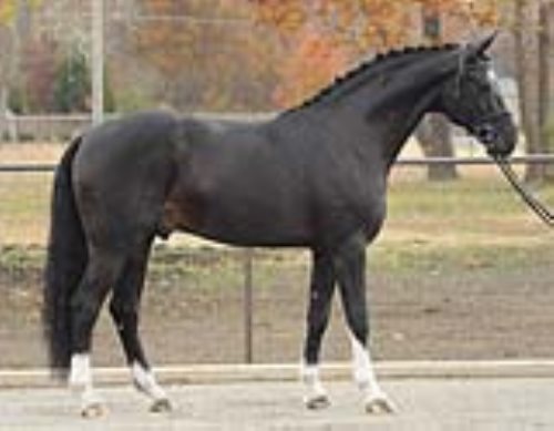 Diamond-Stud-Dutech-Warmblood-dressage-offspring.jpg