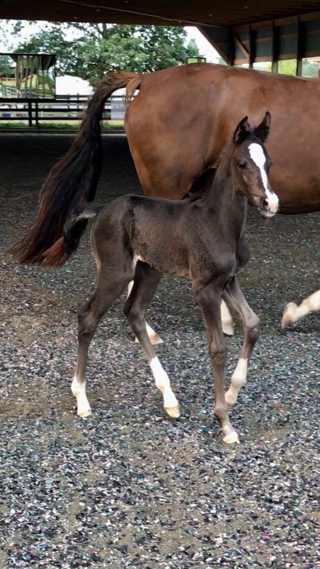 Diamond Stud x Deniro-Rubinstein Filly-4.jpg