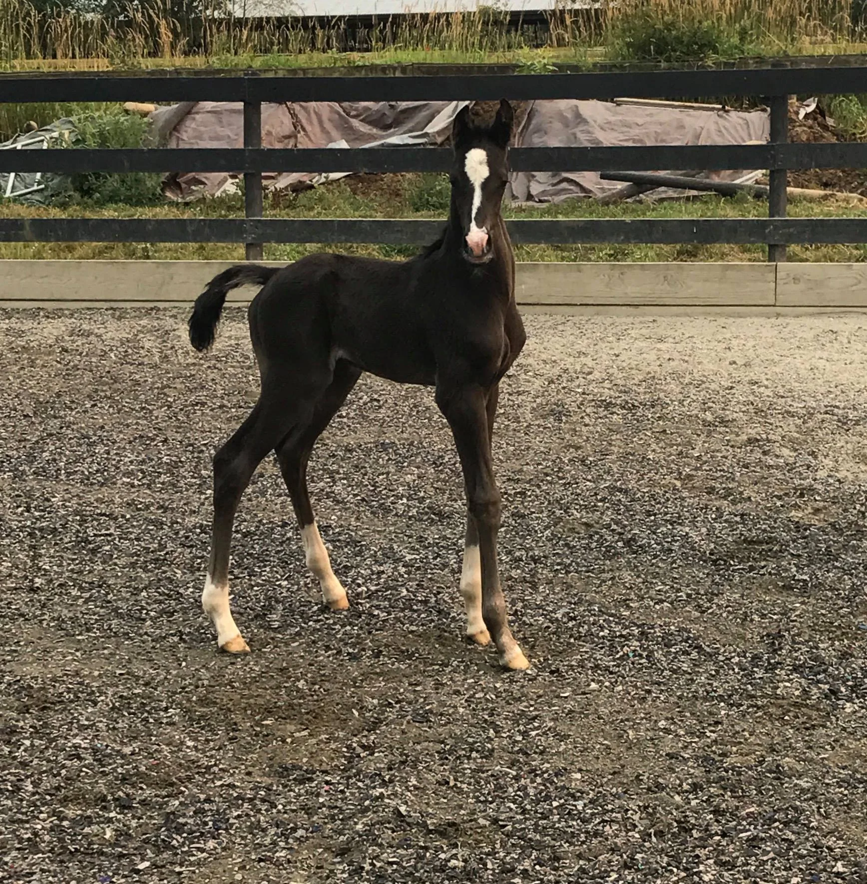 Diamond Stud x Deniro-Rubinstein Filly-1.jpg
