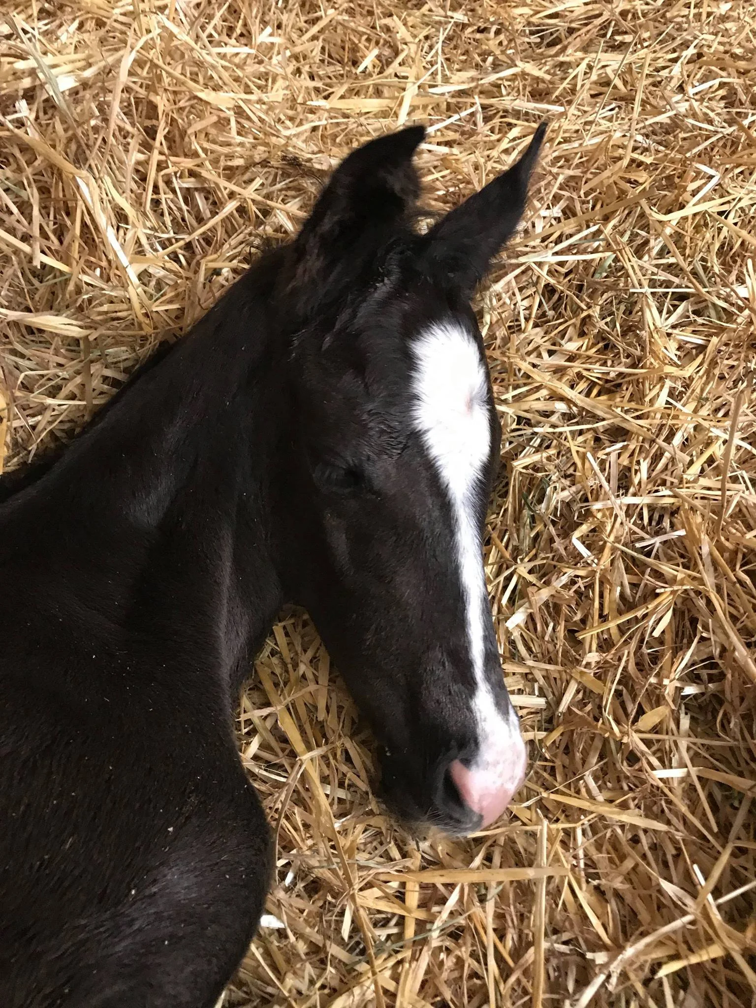 Diamond Stud x Deniro-Rubinstein Filly-2.jpg