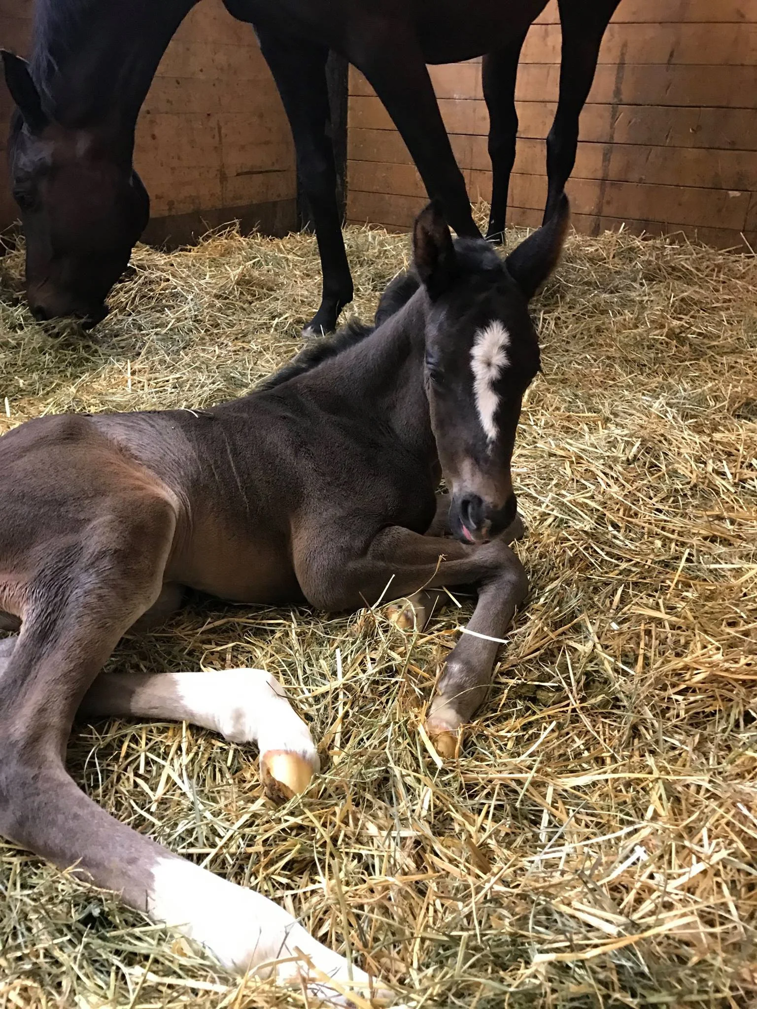 Diamond Stud x Sir Donnerhall Colt Born May 31st . FOR SALE!