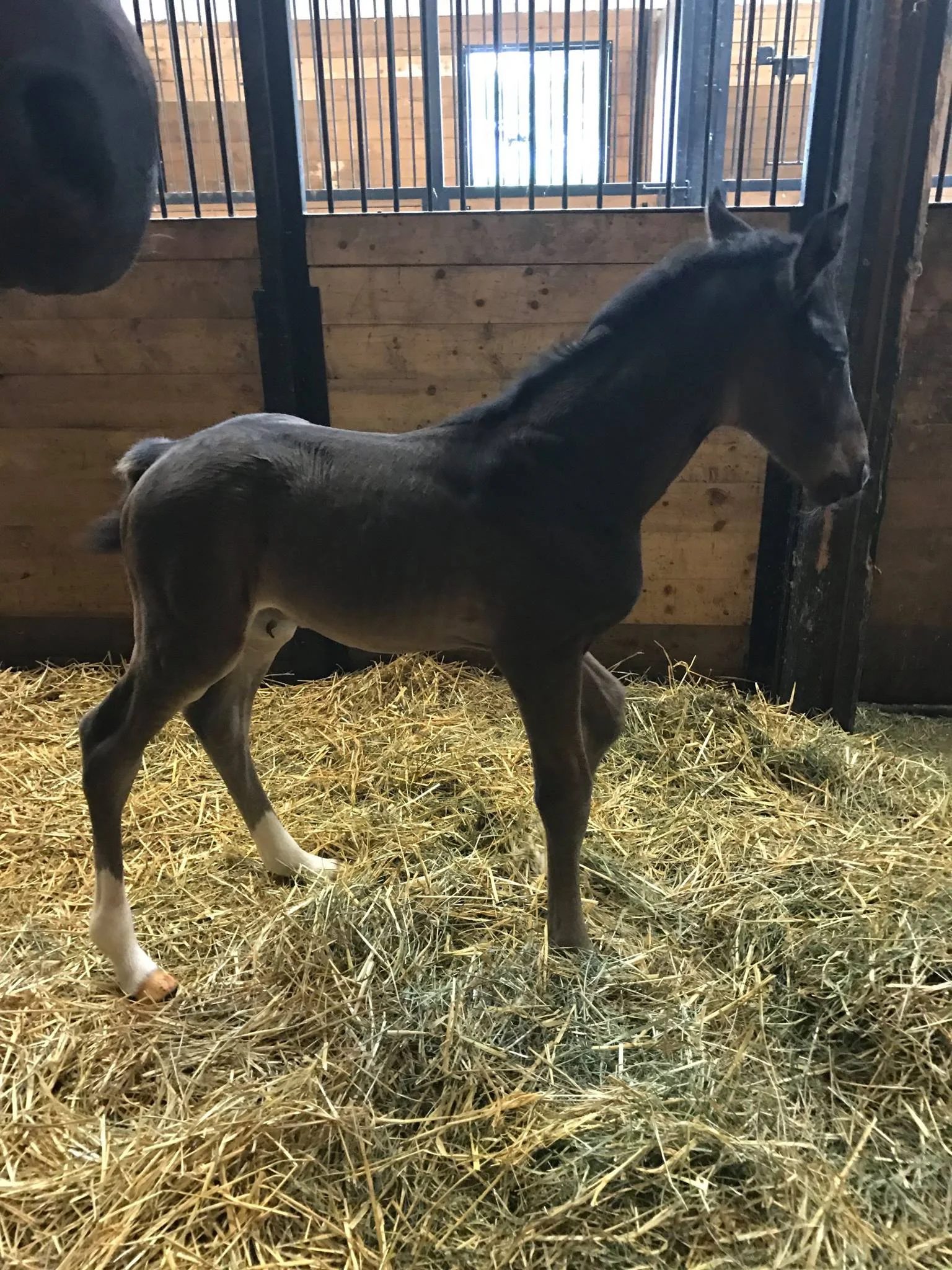 Diamond Stud x Sir Donnerhall-colt-dressage-prospect-5.jpg