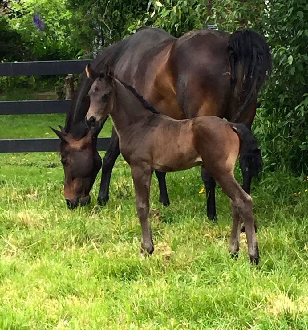 For Romance x Real Diamond for real-dressage-colt-for-sale-1.jpg