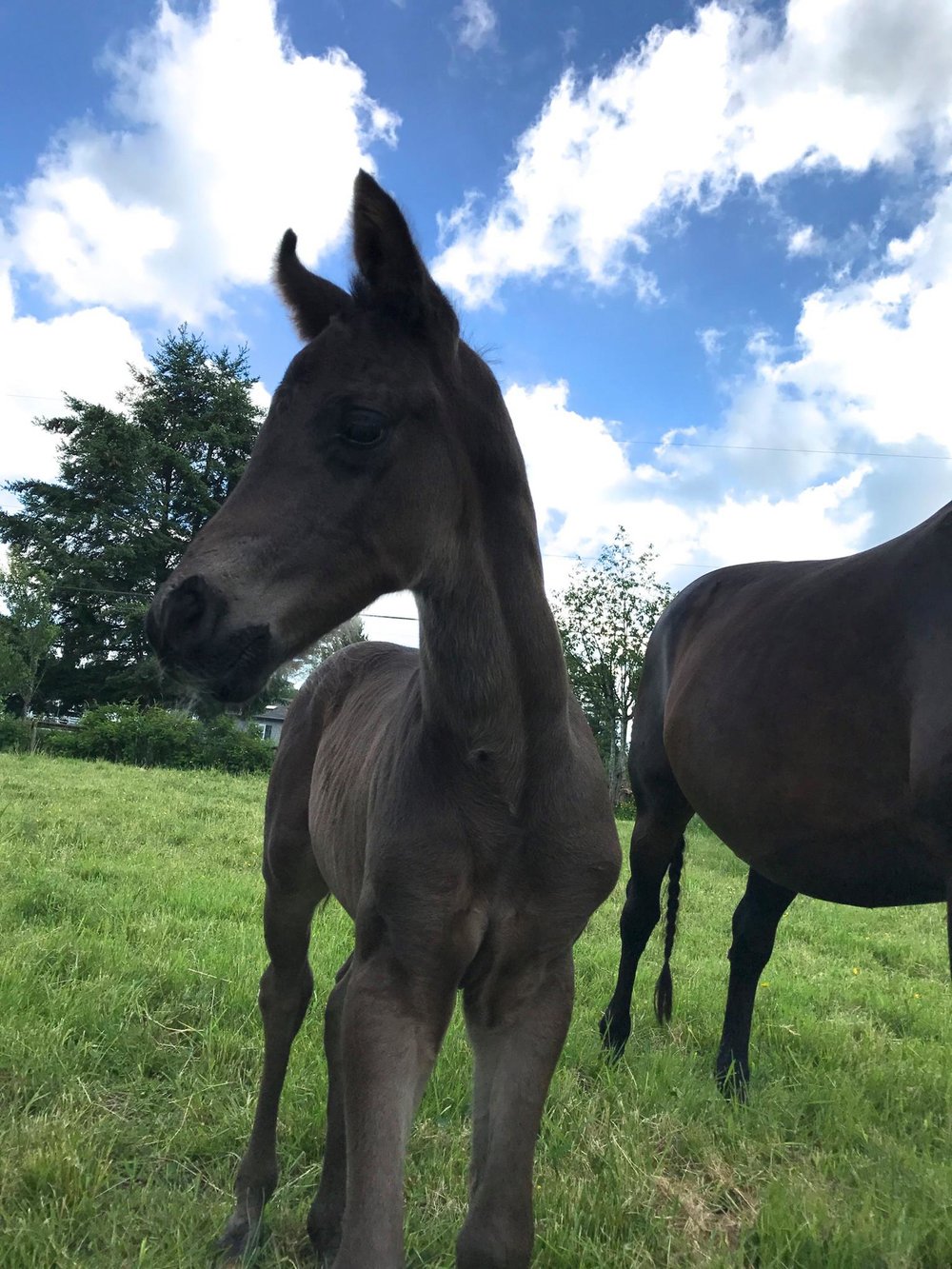 For Romance x Real Diamond for real-dressage-colt-for-sale-7.jpg