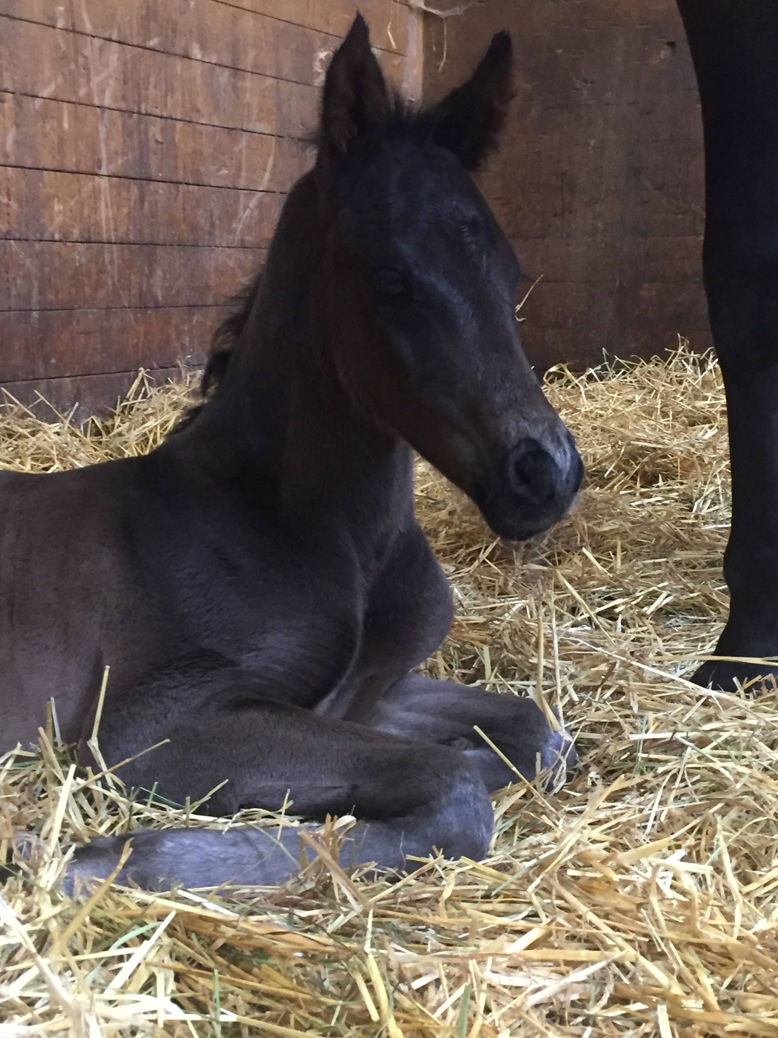 For Romance x Real Diamond for real-dressage-colt-for-sale-8.jpg