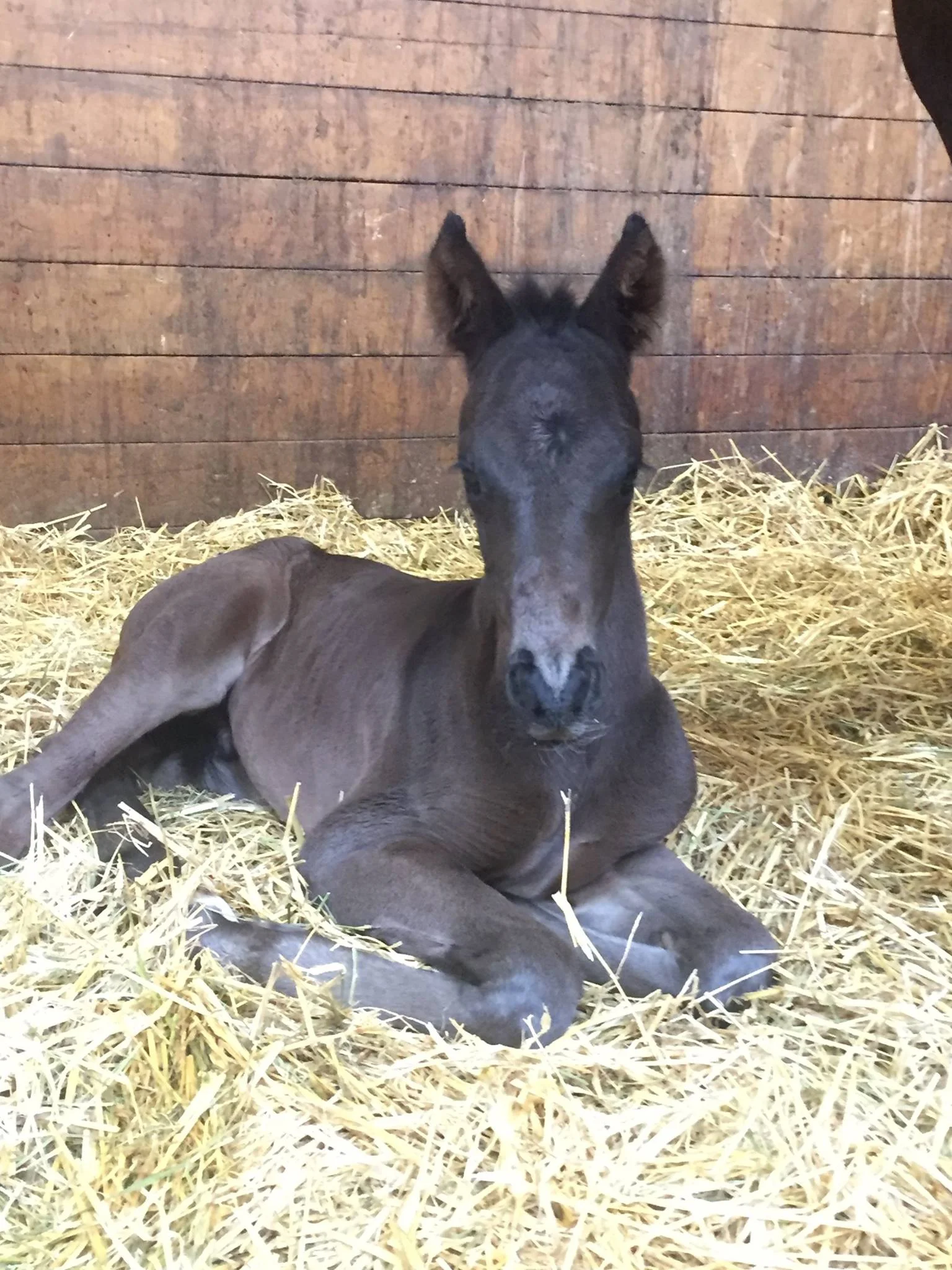 For Romance x Real Diamond Colt born May 30th, 2017. FOR SALE!