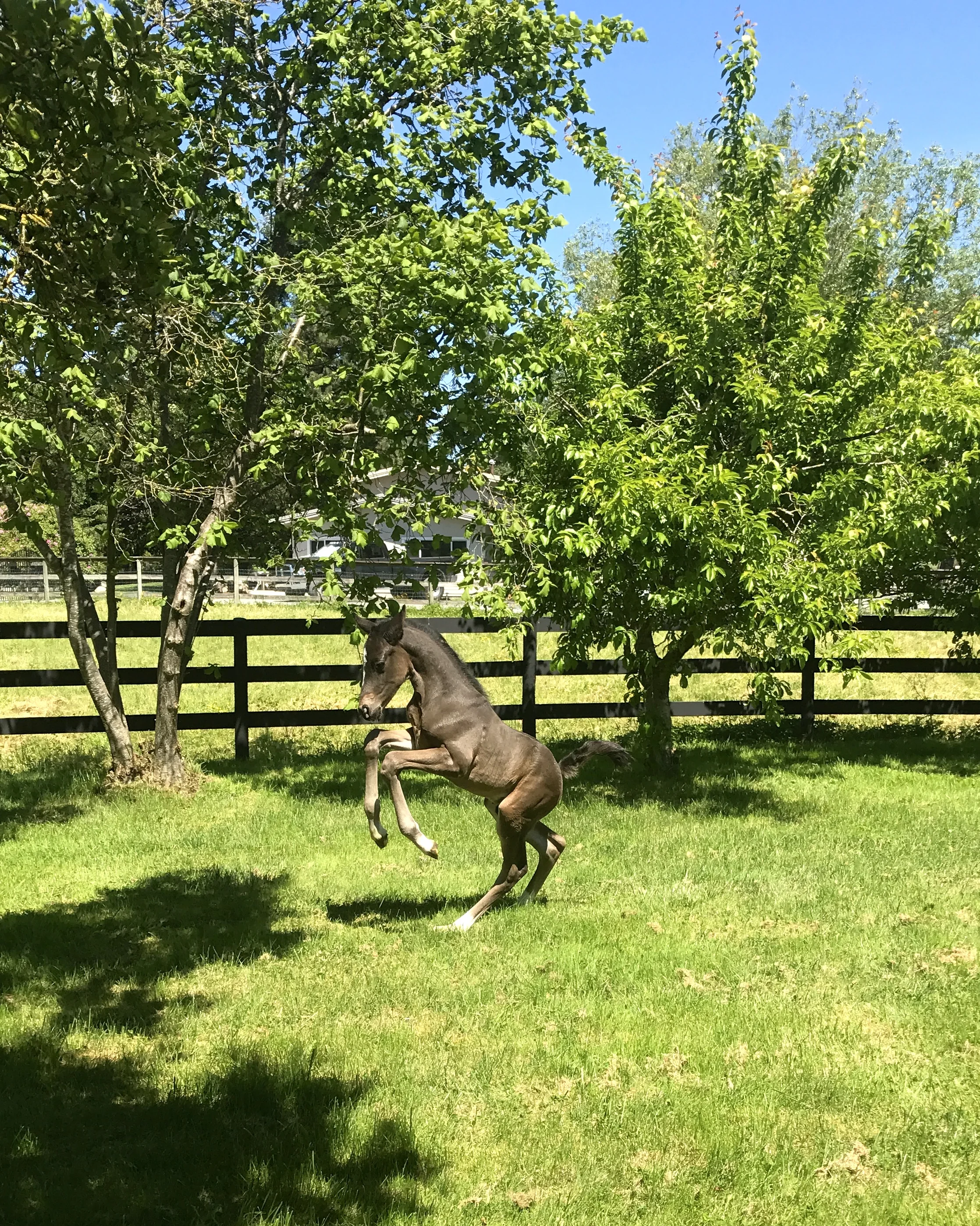 FOR SALE - "Diamond's Are Mine" 2017  Gelding by Diamond Stud  x  Sir Donnerhall. CALL FOR PRICE.