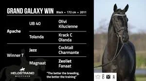 “SOLD”....2016 Grand Galaxy Win x Special D Black Imported mare!