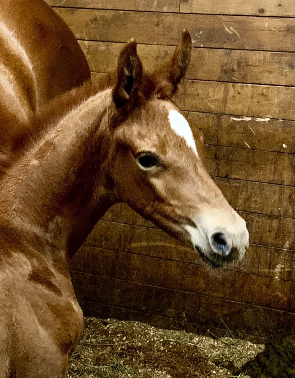 ""SOLD"" -  "SECRET" Filly For Sale - 2019 Secret's Sensation 