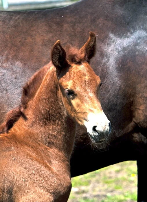 "SOLD" 2010 Oldenburg Rubinus x Real Diamond mare and/or foal for sale!