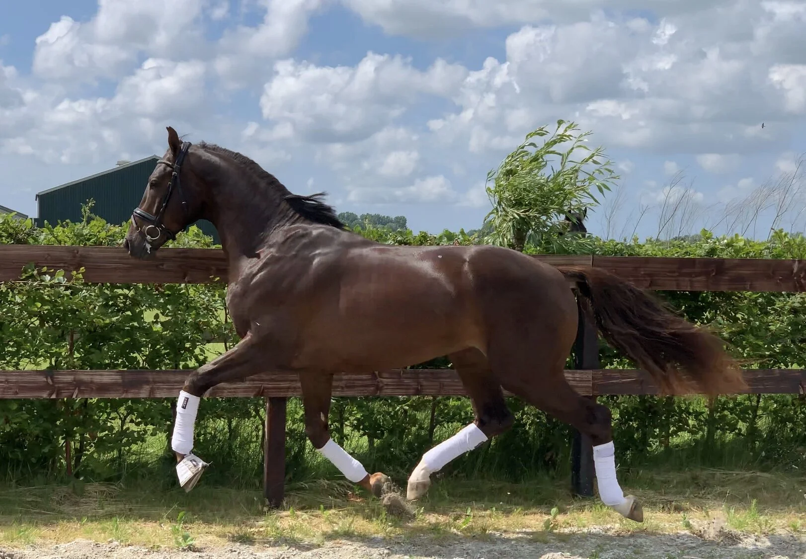 3 - Newly Imported 2016 Dressage Horses!!