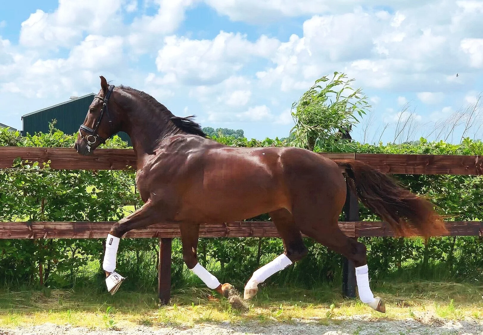 3  - Imported -Talented - FEI Calibre -2016 -Youngsters ....FOR SALE!