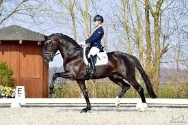 2020 Foals are Due and ALL are For Sale!