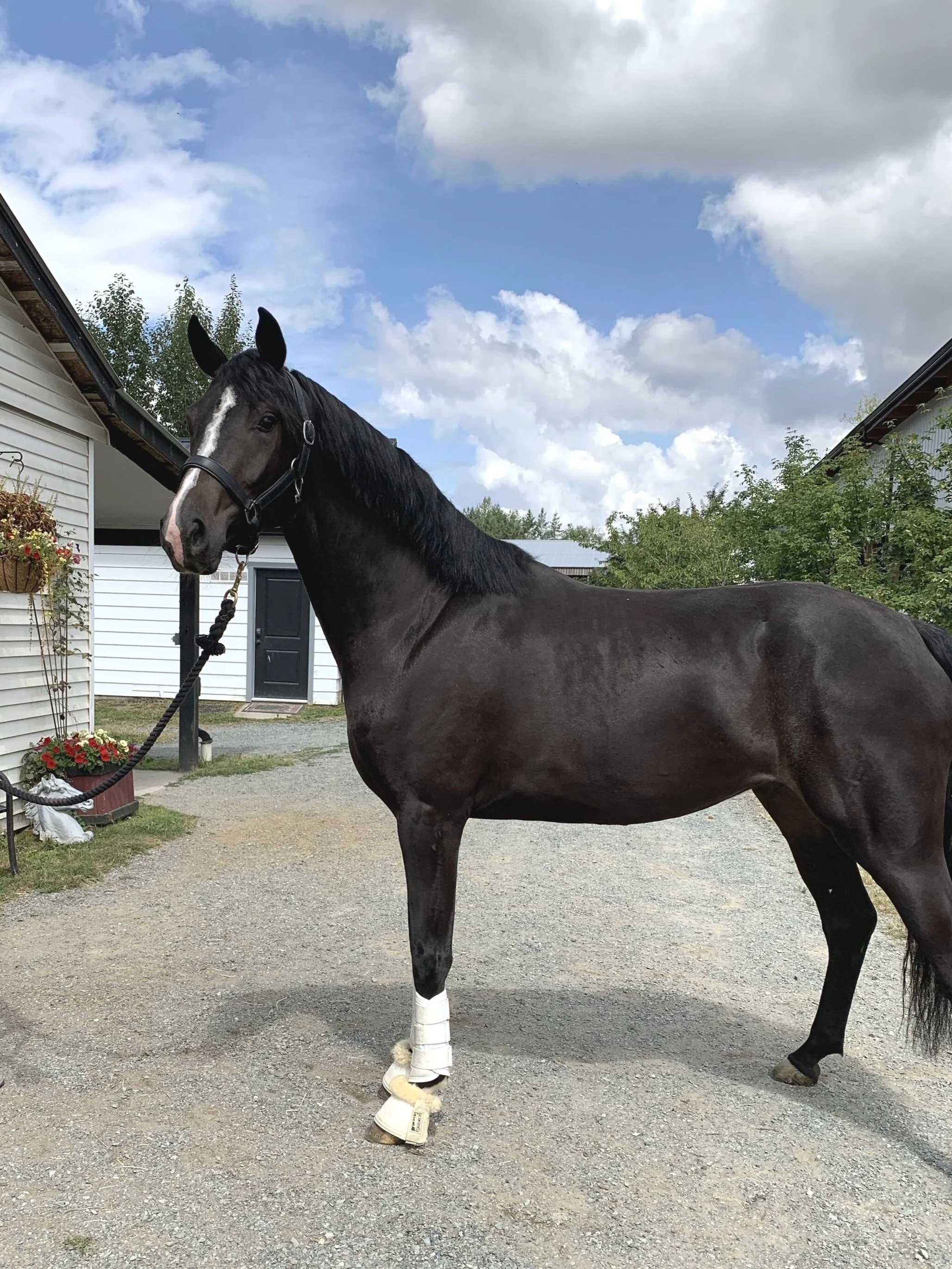 2016 - Fursten-Look x Totilas Filly.