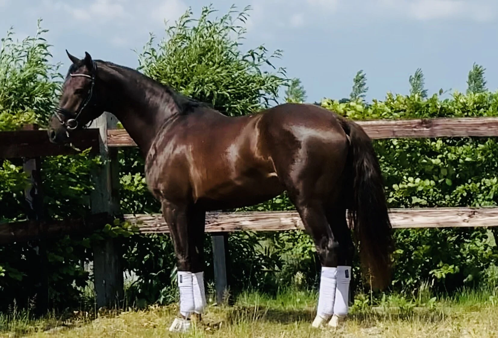 Galaxy x Silvano Gelding.