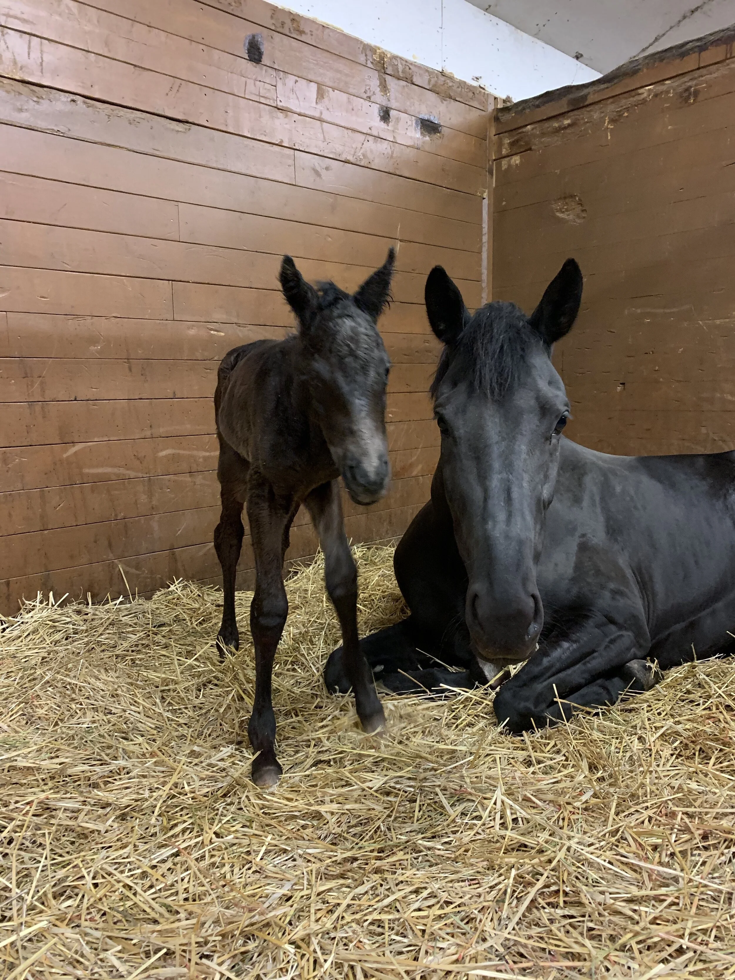 For Romance x Dreamboy filly