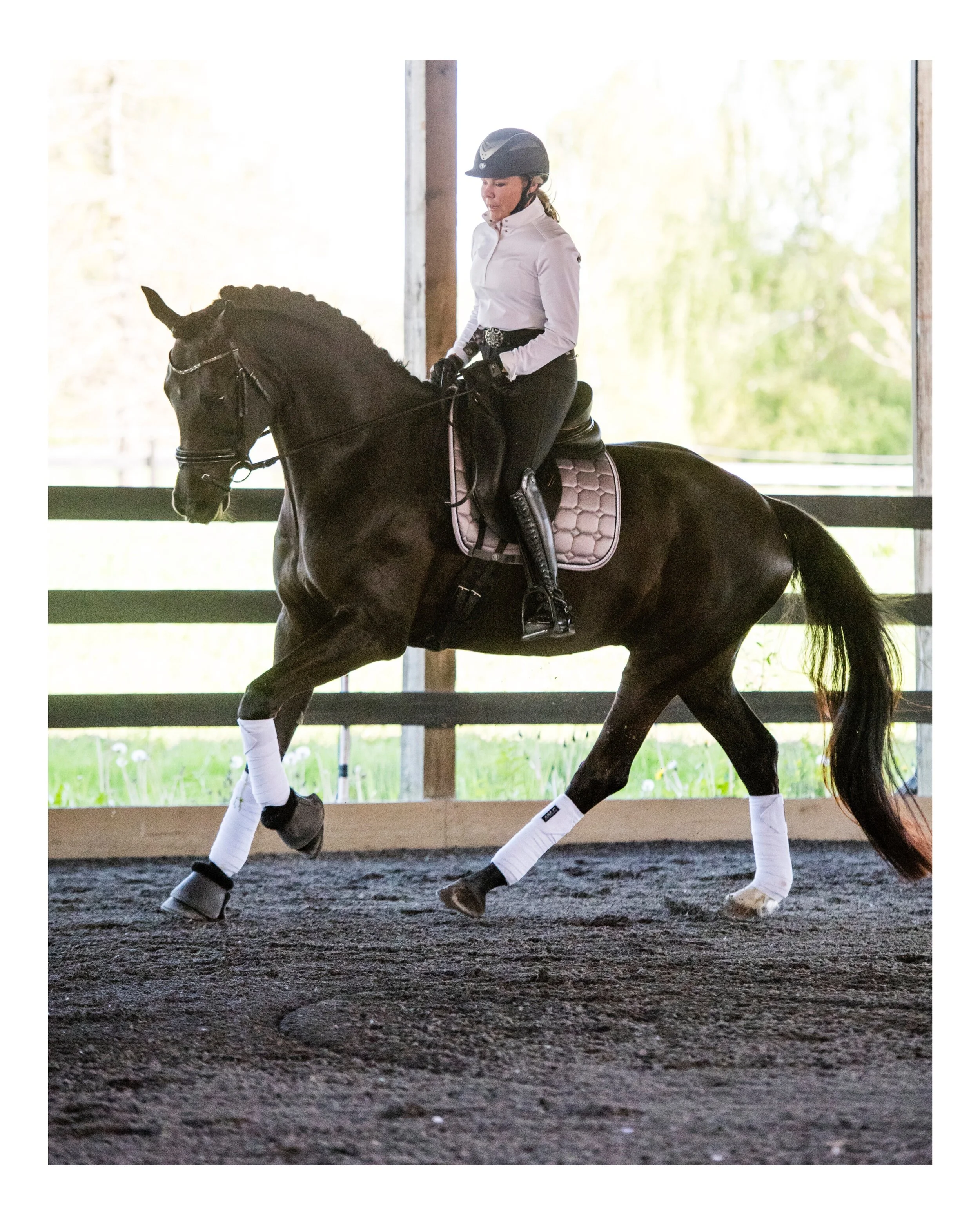 SOLD !!! 2014  Gelding - "SEBASTIAN" 6 yr old, 16.3hh Sir Donnerhall x Real Diamond