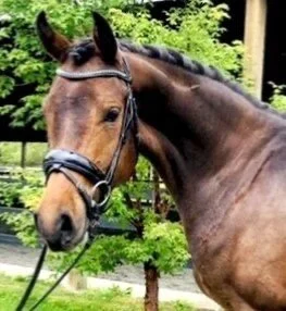 ***S0LD***- “FIADORA” - 2018 For Romance Filly.