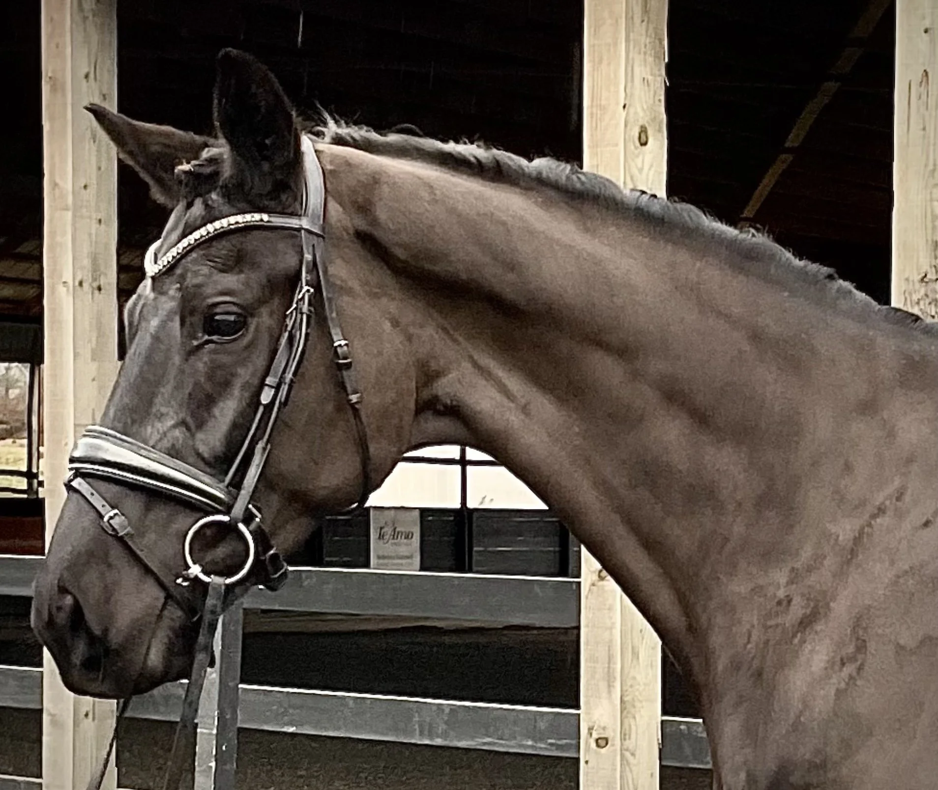 SOLD!!!  —. “JULIA” IMPORTED - Dreamboy x Citango mare.